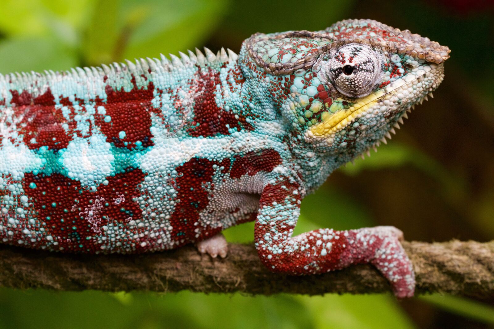 Canon EOS 70D sample photo. Nature, animal, lizard photography