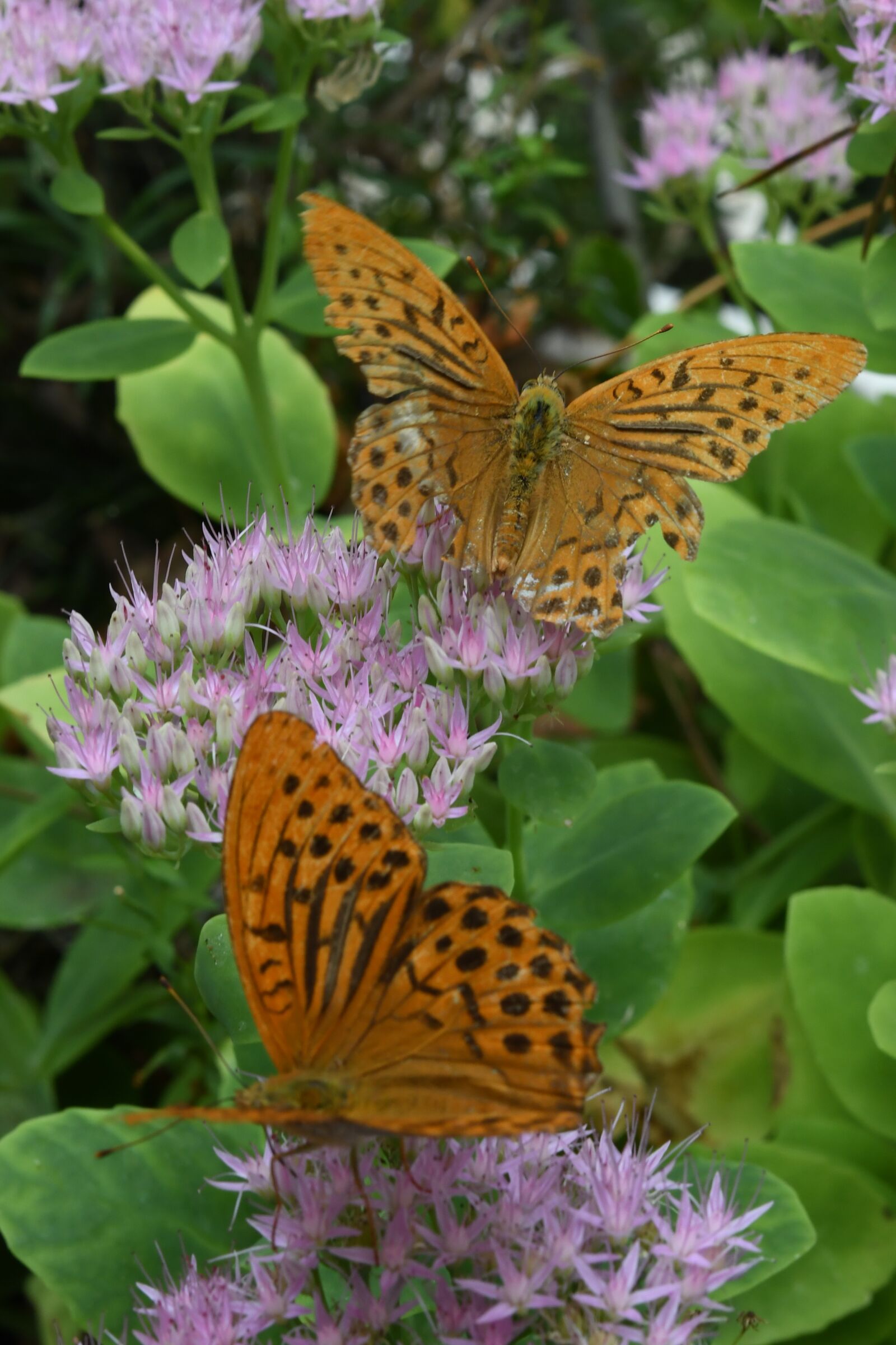 Nikon D7500 sample photo. Butterflies, insects, bloom photography