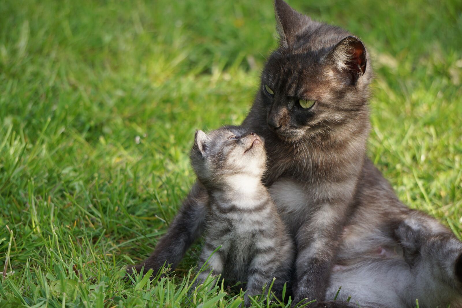 Sony E 55-210mm F4.5-6.3 OSS sample photo. Cat, motherly love, mother photography