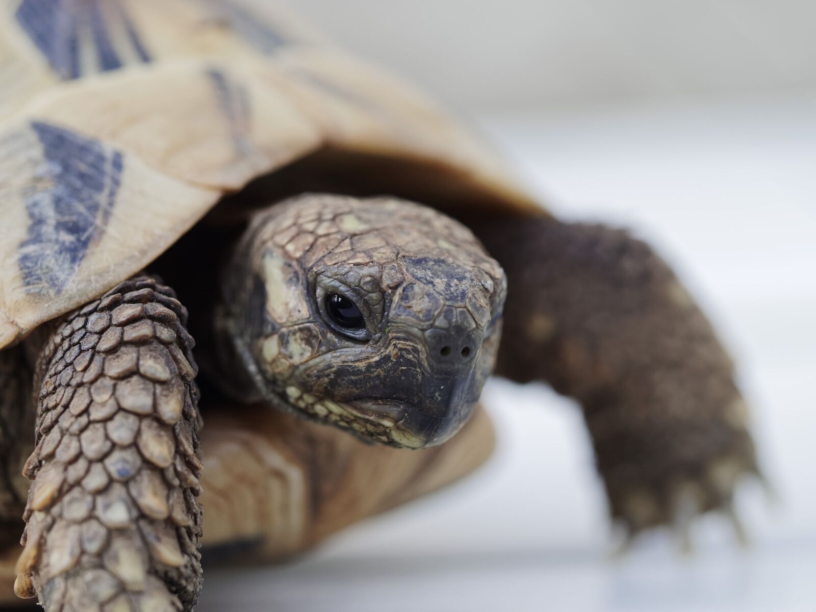 Olympus M.Zuiko Digital ED 60mm F2.8 Macro sample photo. Greek tortoise, animals, reptile photography
