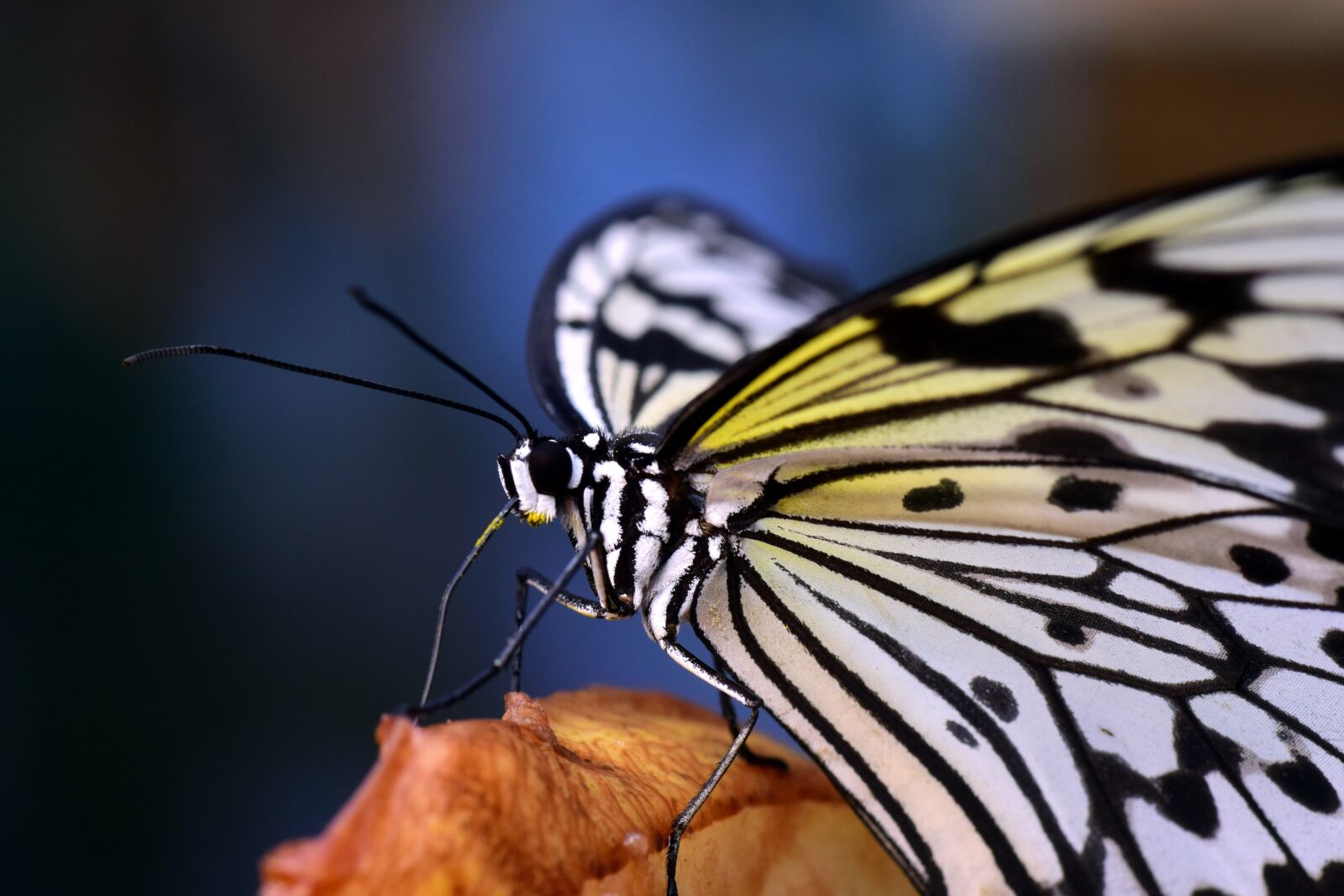 Nikon D3300 sample photo. White baumnymphe, idea leukonoe photography
