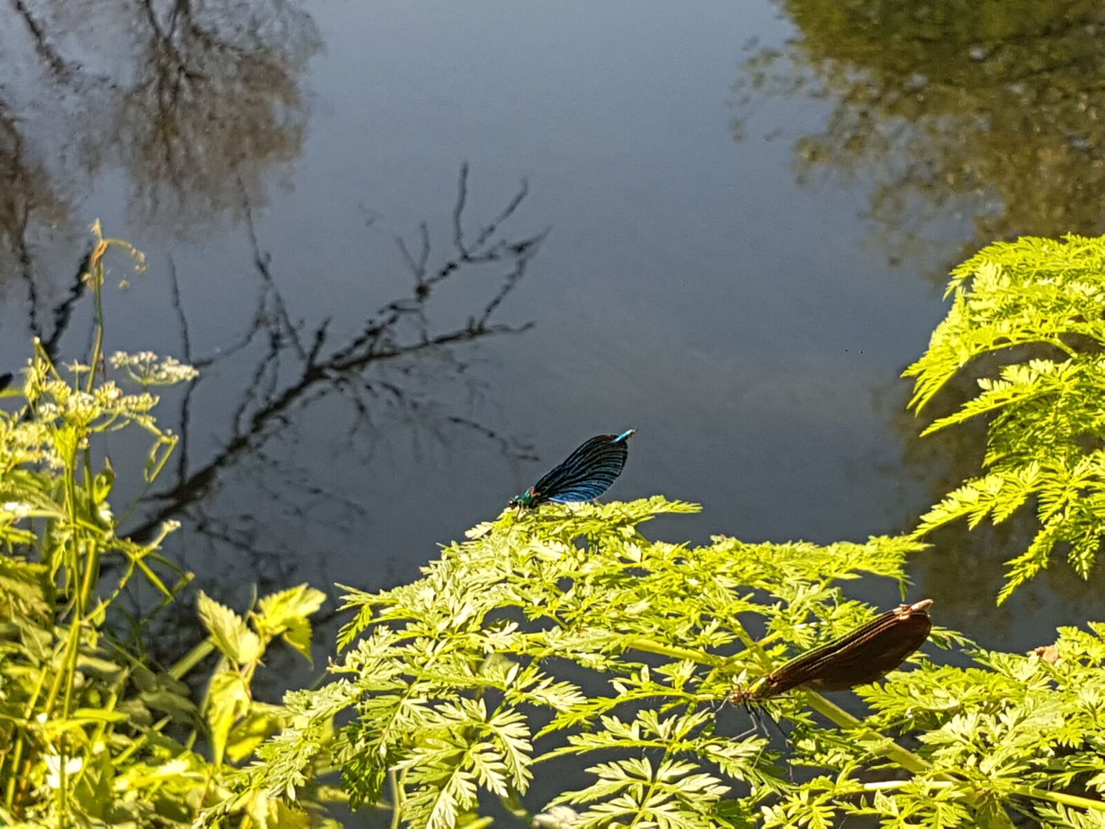 Samsung Galaxy S7 sample photo. River, water, nature photography