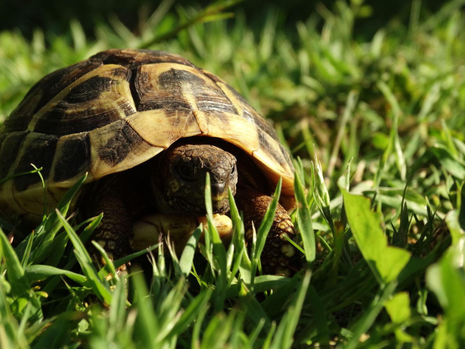 Sony Cyber-shot DSC-HX300 sample photo. Tortoise, reptile, animal photography