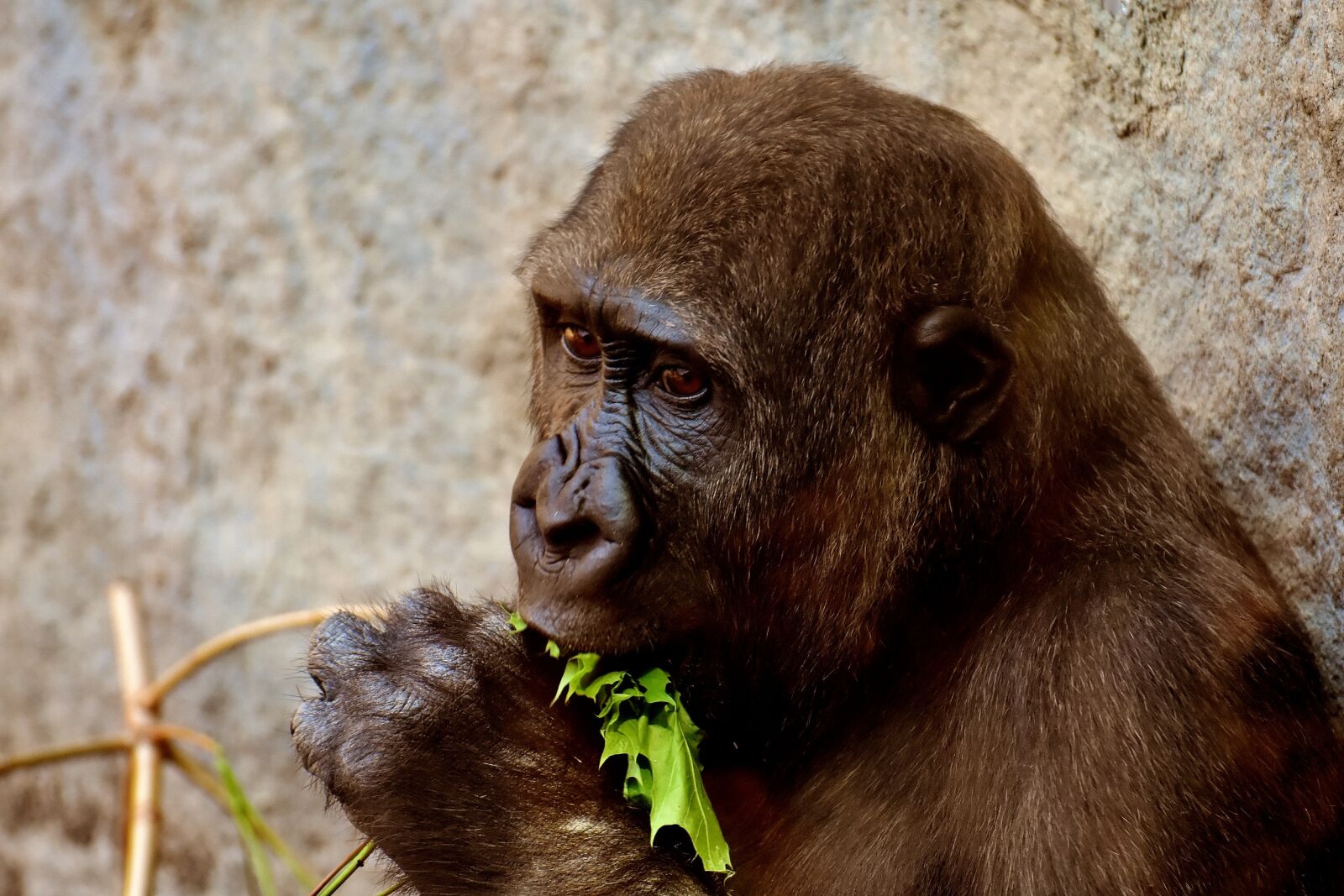 Nikon D7200 sample photo. Gorilla, feeding, hungry photography