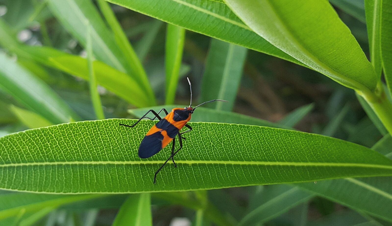Samsung Galaxy Note5 sample photo. Large milkweed bug, bug photography