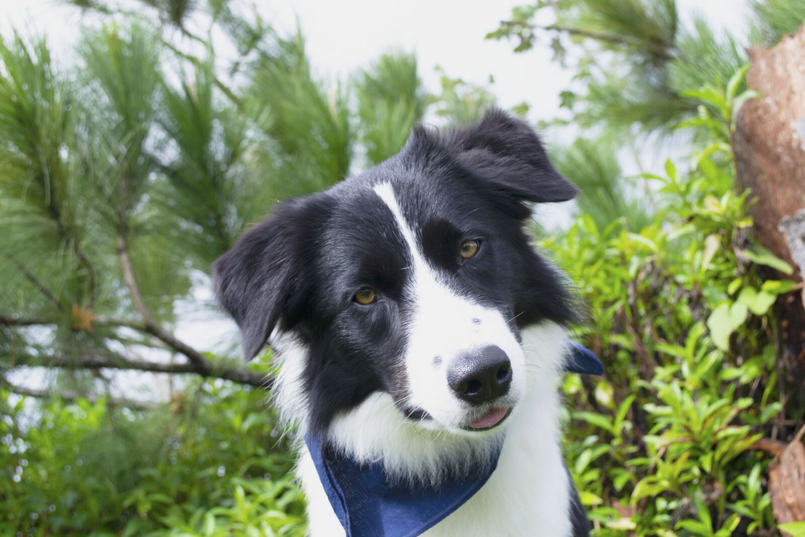 Nikon D3100 sample photo. Herding, dog, animals photography