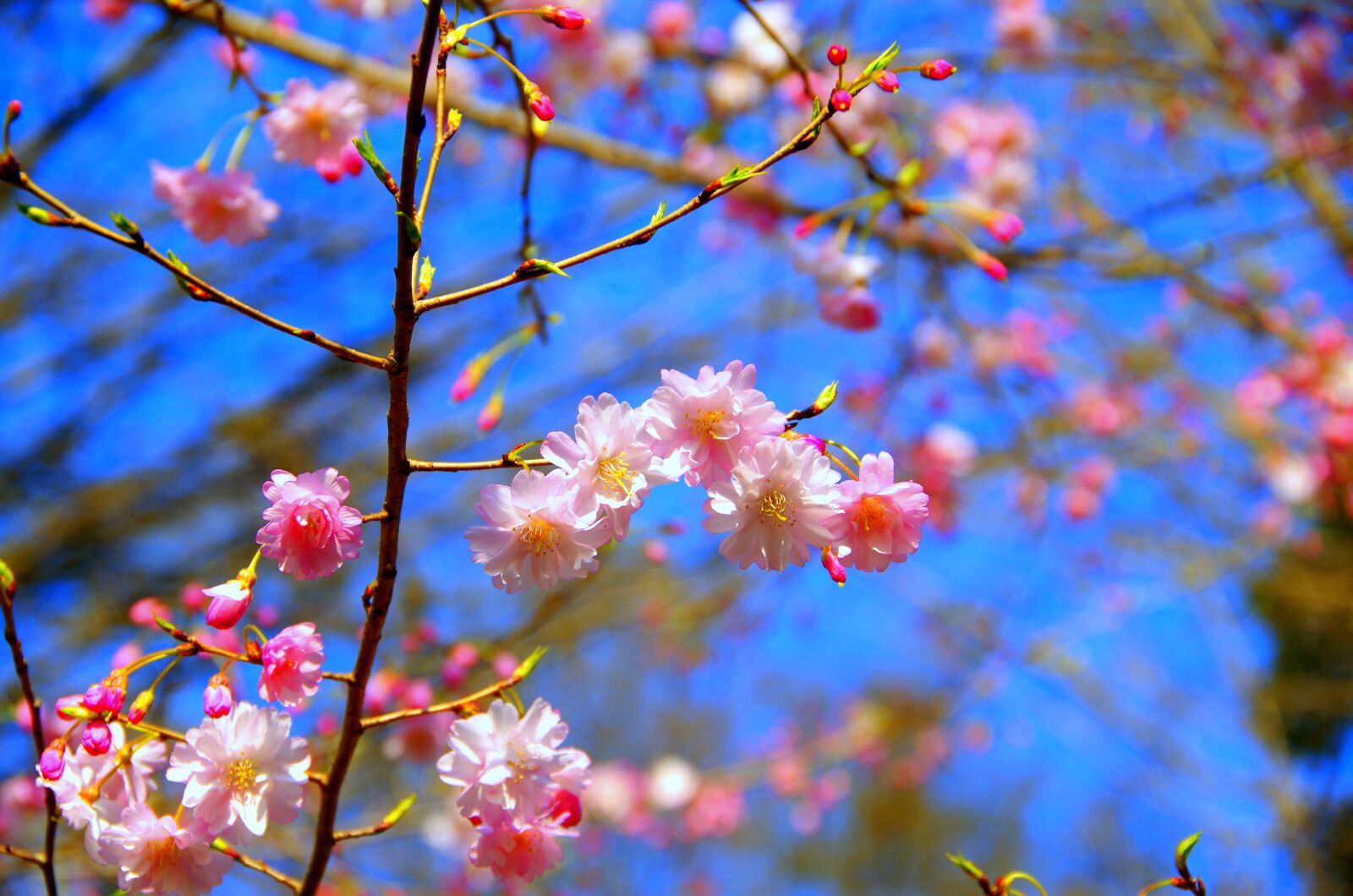 Pentax K-30 sample photo. Flowers, branch, plant photography