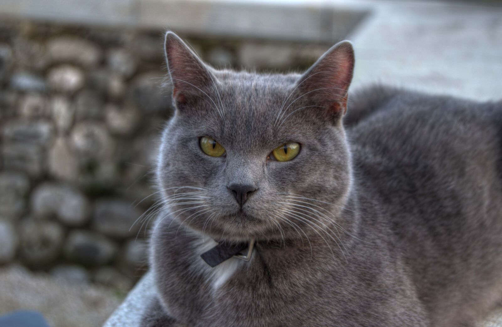 Nikon D5100 sample photo. Cat, gray, animal photography