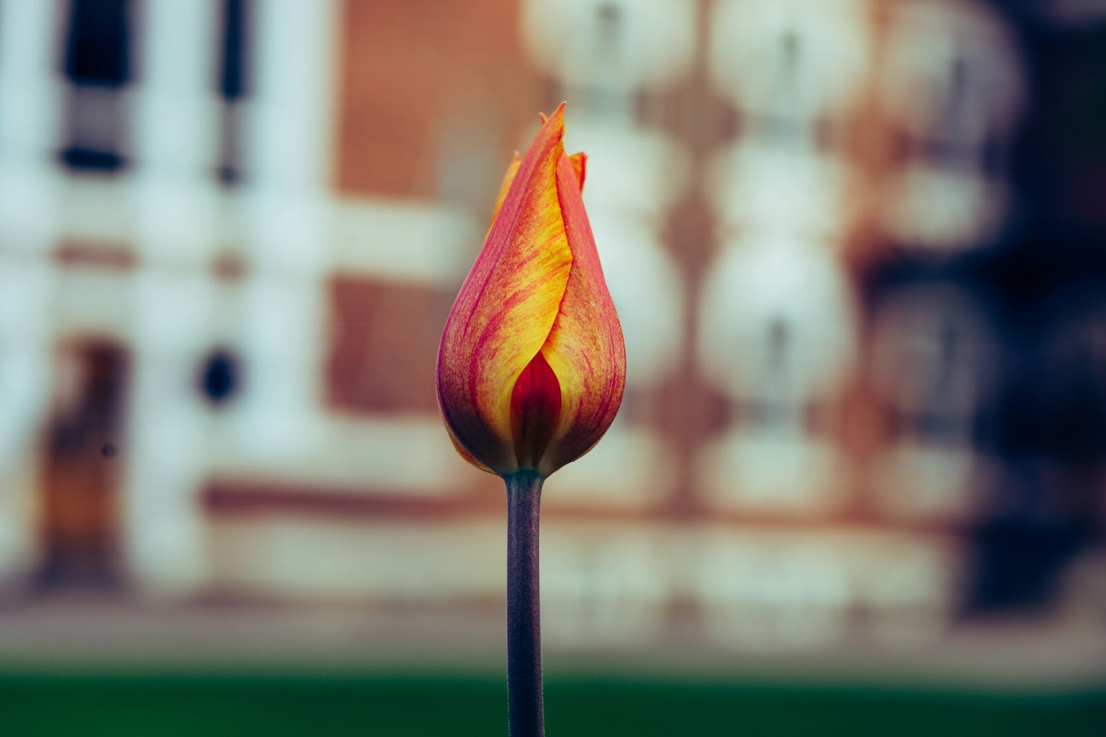 Canon EOS R sample photo. Tulip, orange, garden photography