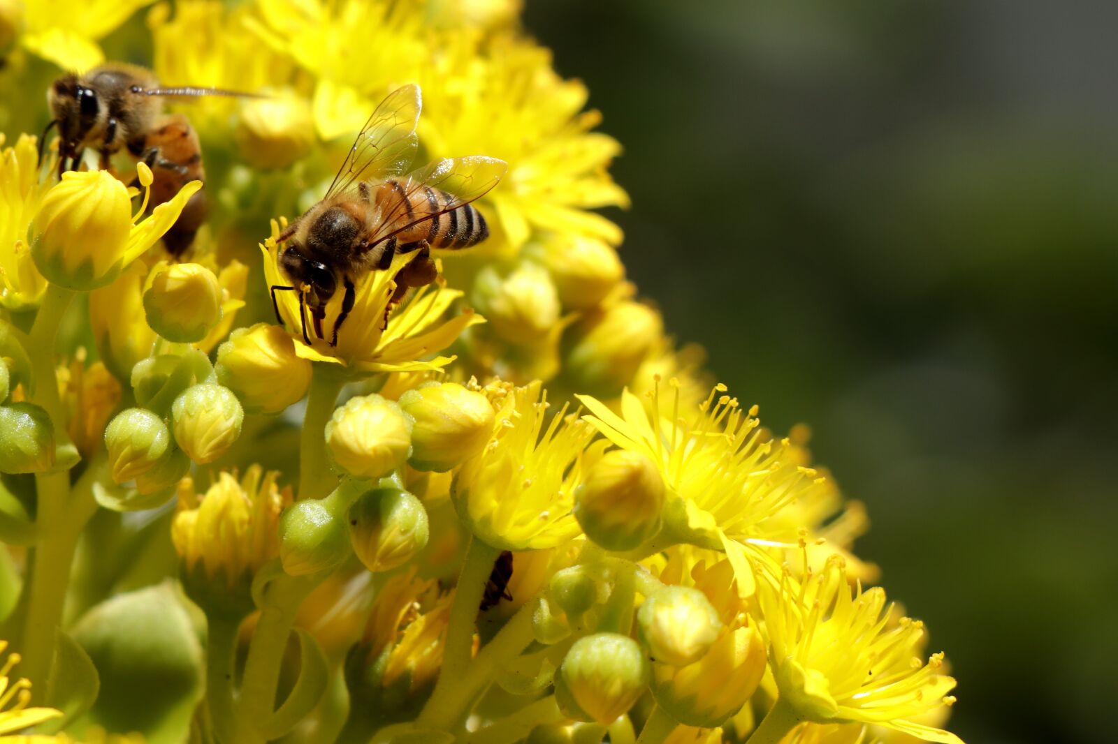 Canon EF-S 18-135mm F3.5-5.6 IS USM sample photo. Bee, honey bee, insect photography