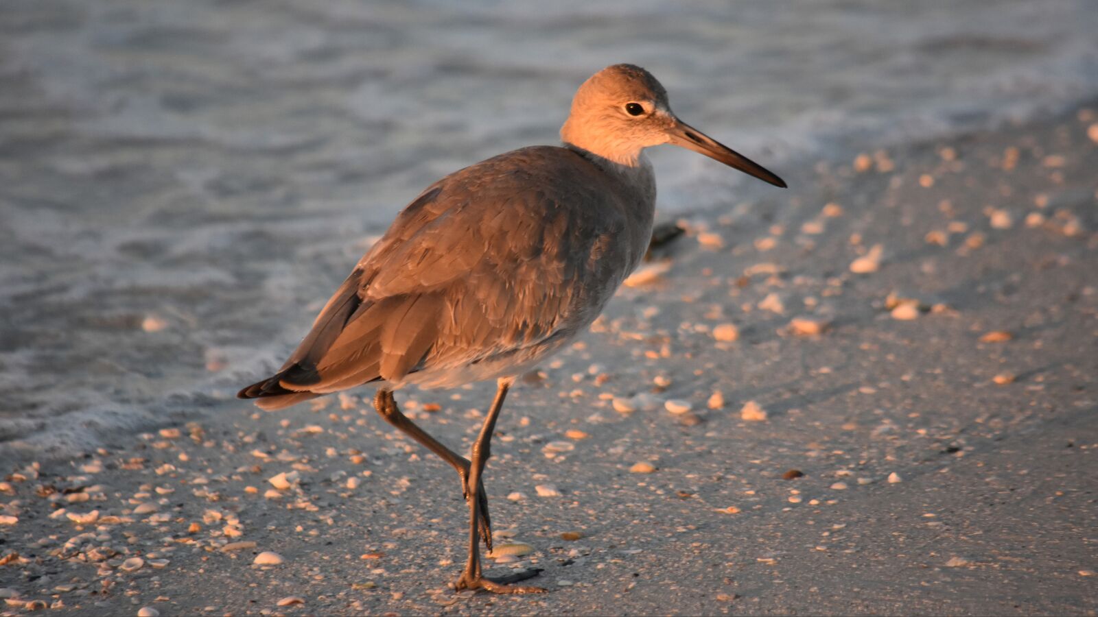 Nikon D7200 sample photo. Sandpiper, florida, bird photography