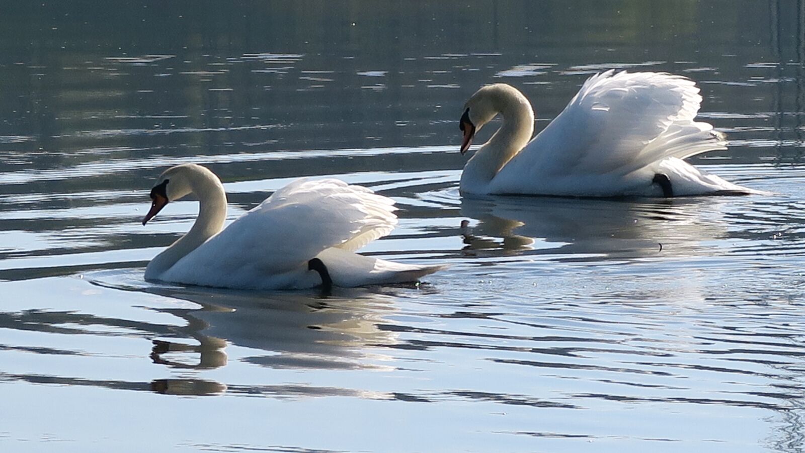 Canon PowerShot G7 X sample photo. Swan, bird life, bird photography