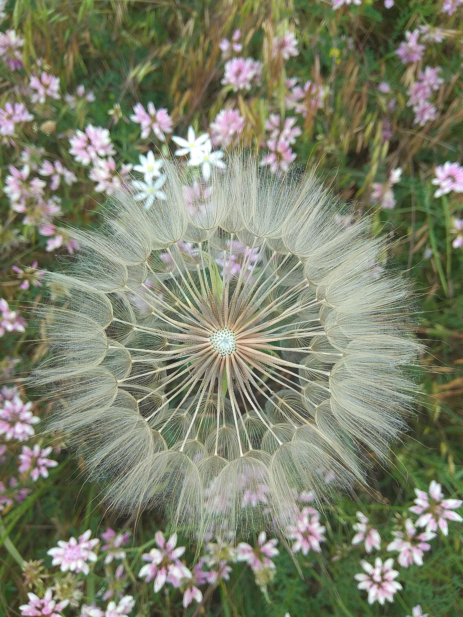 Xiaomi Redmi Note 4 sample photo. Dandelion, flowers, flowers of photography