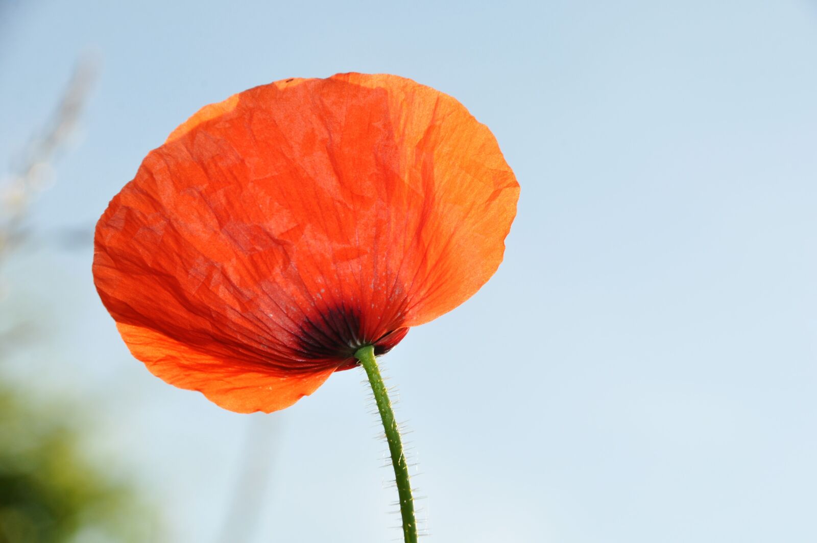 Nikon D90 sample photo. Poppy, field of poppies photography