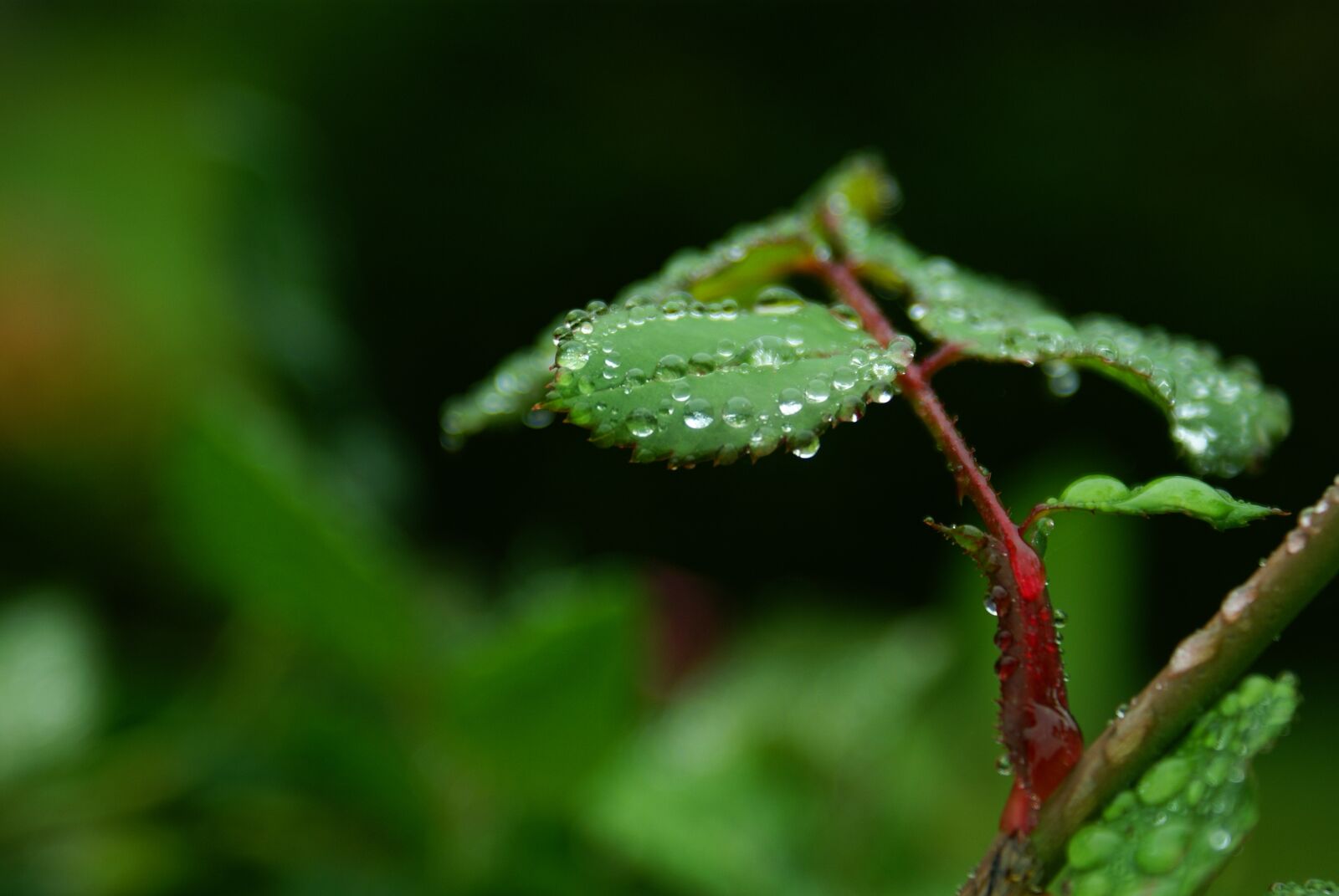 Sony Alpha DSLR-A100 sample photo. Macro, wet, leaf photography