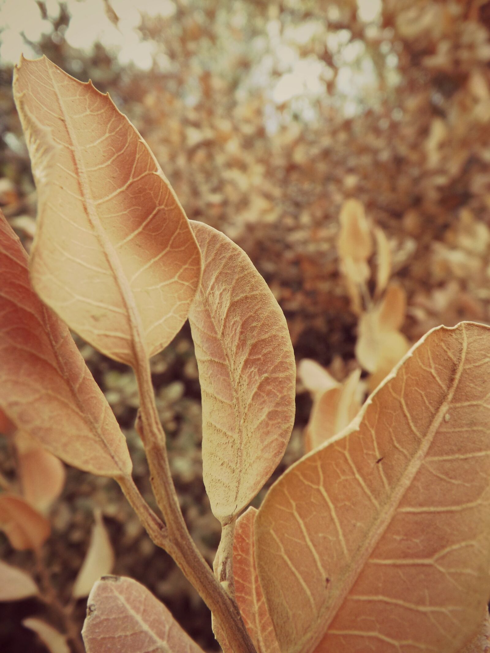 Fujifilm FinePix SL300 sample photo. Autumn, foliage, leaves, november photography
