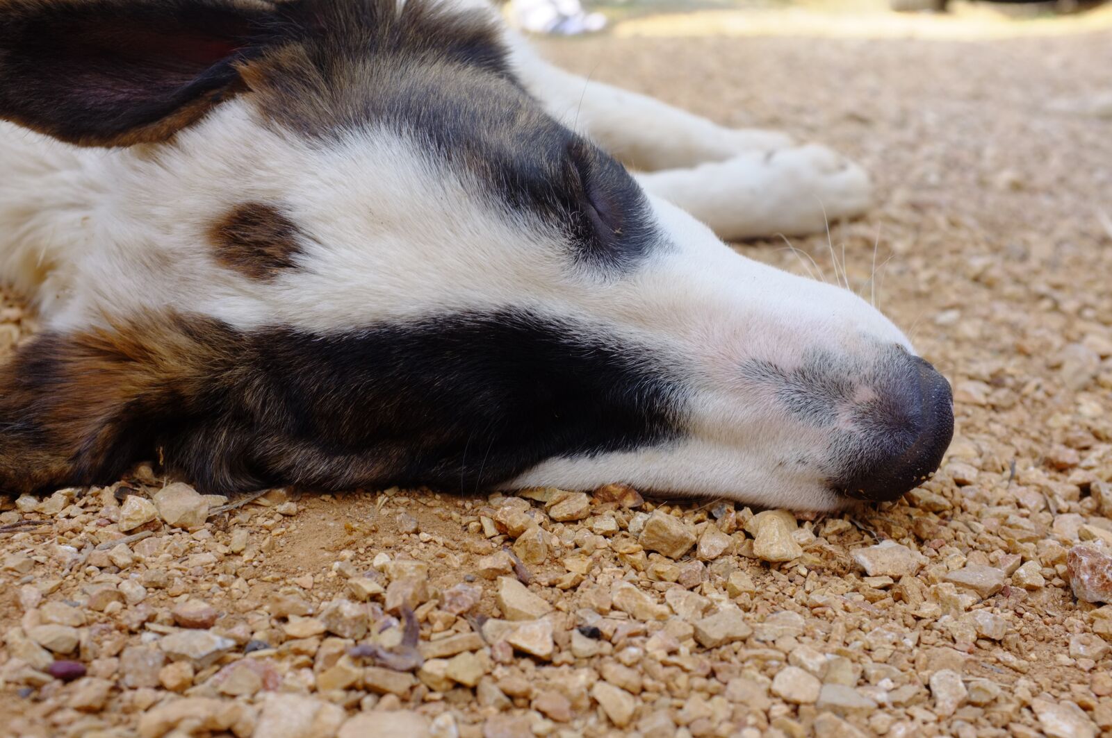 Fujifilm FinePix X100 sample photo. Dog, sun, enjoy weather photography