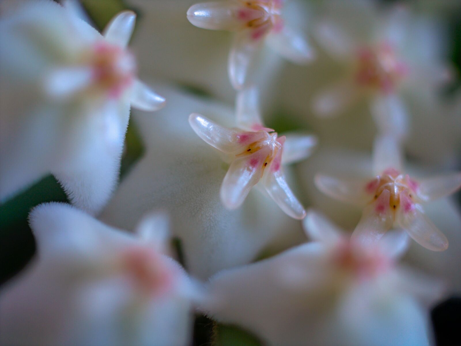 Olympus E-500 (EVOLT E-500) sample photo. Macro, flower, hoya photography