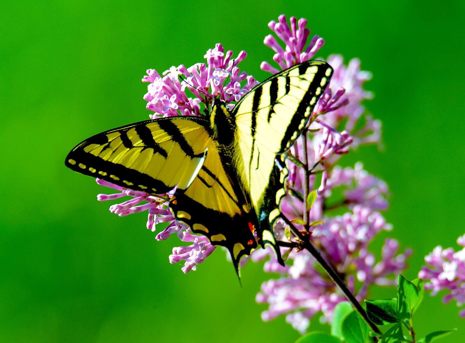 Nikon D800 sample photo. Bloom, blossom, butterfly photography