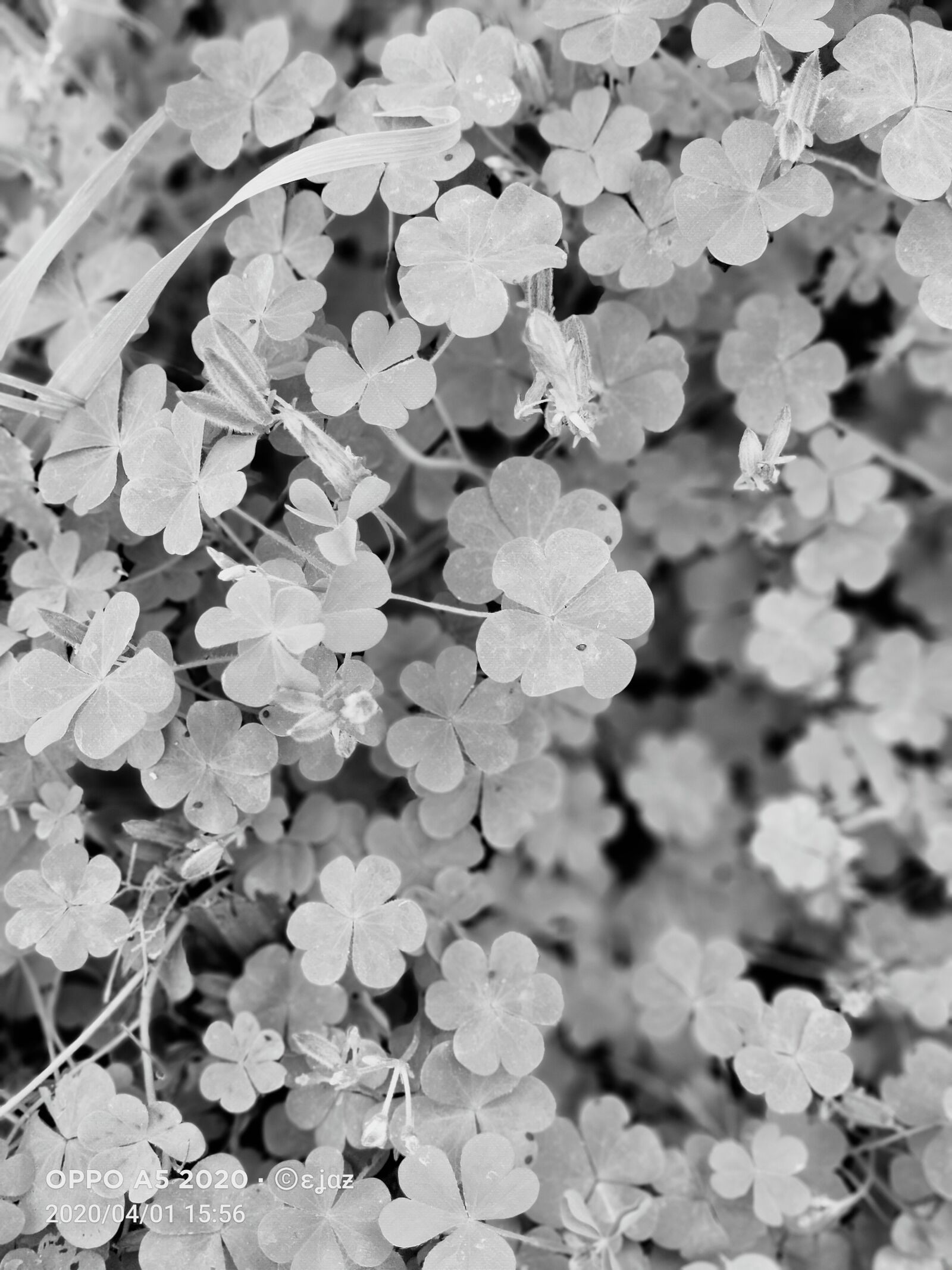 OPPO A5 2020 sample photo. Plants, nature, blackandwhite photography