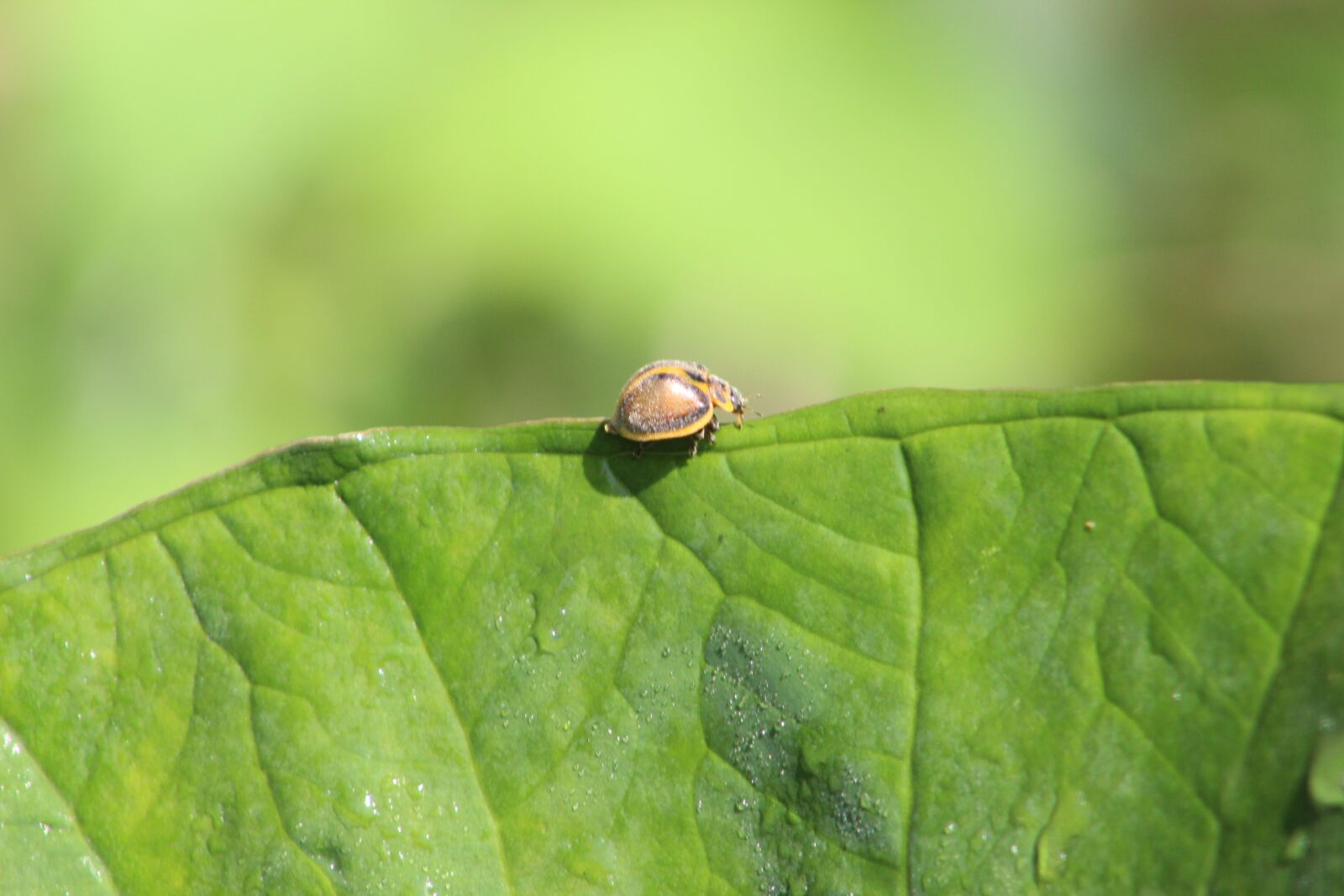 Canon EOS 1300D (EOS Rebel T6 / EOS Kiss X80) sample photo. Insect, nature, ladybug photography