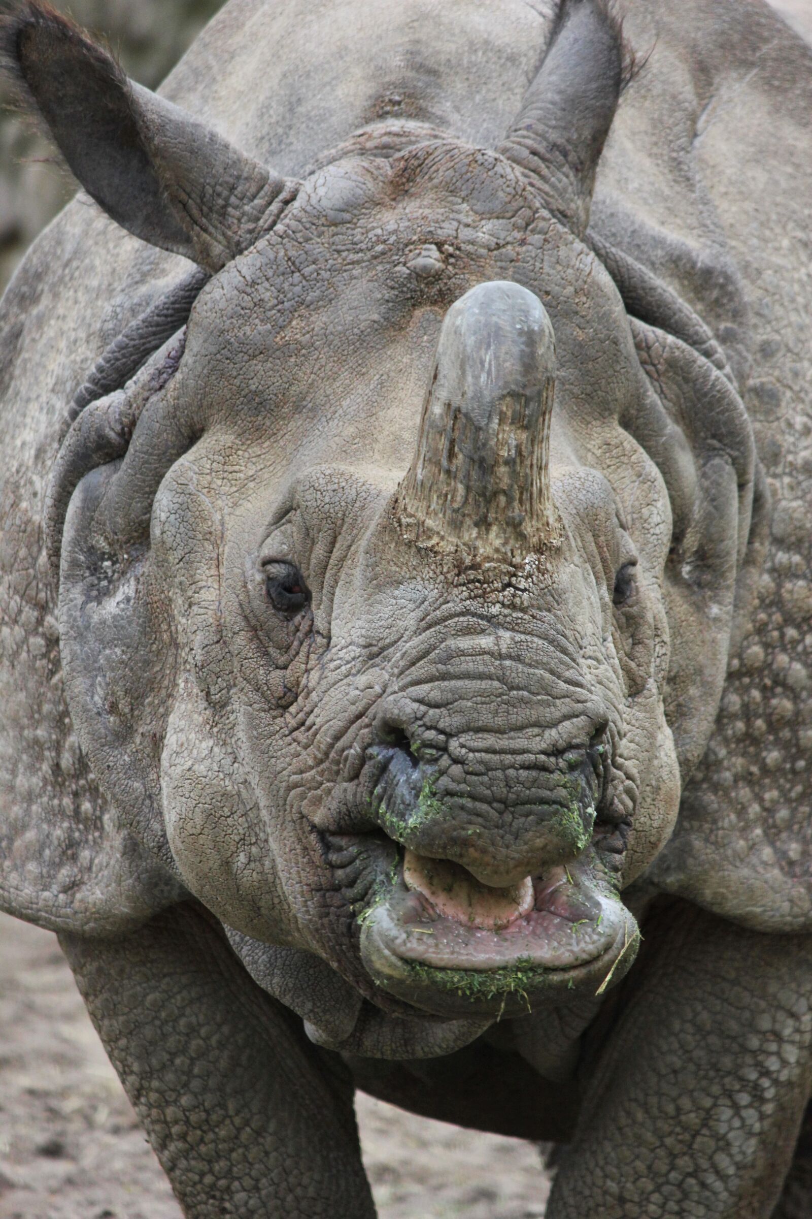 Canon EOS 550D (EOS Rebel T2i / EOS Kiss X4) sample photo. Indian rhinoceros, rhino, zoo photography