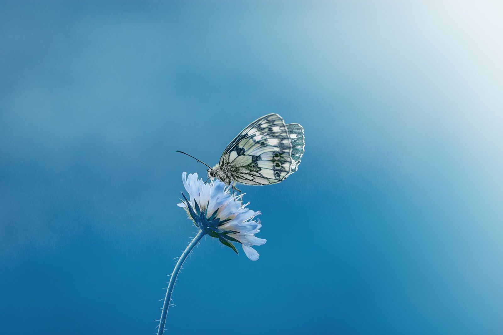 Nikon D7100 sample photo. Butterfly, animal, insect photography