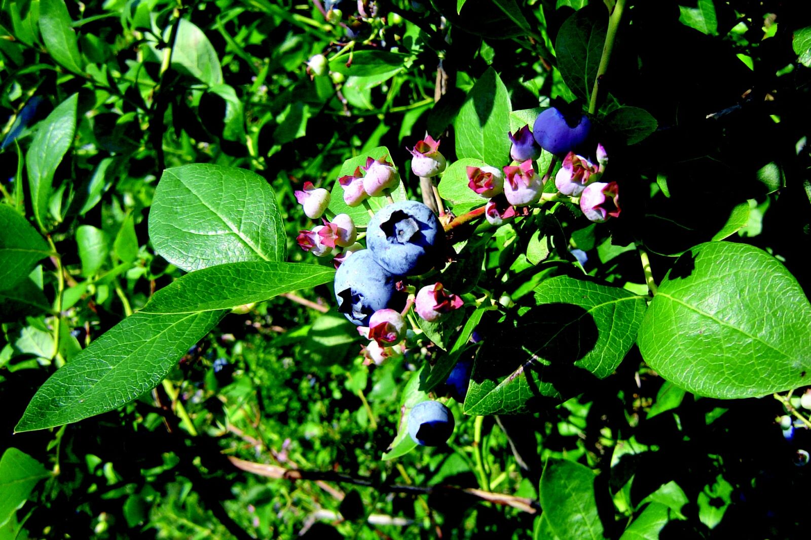 Sony DSC-S90 sample photo. Nature, bilberry, jagoda photography