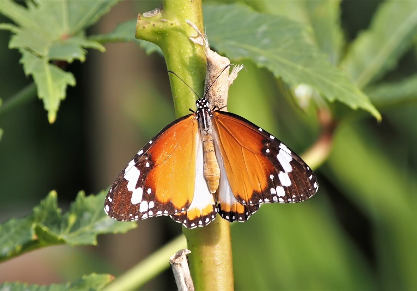 Olympus OM-D E-M5 sample photo. Butterfly, insect, nature photography
