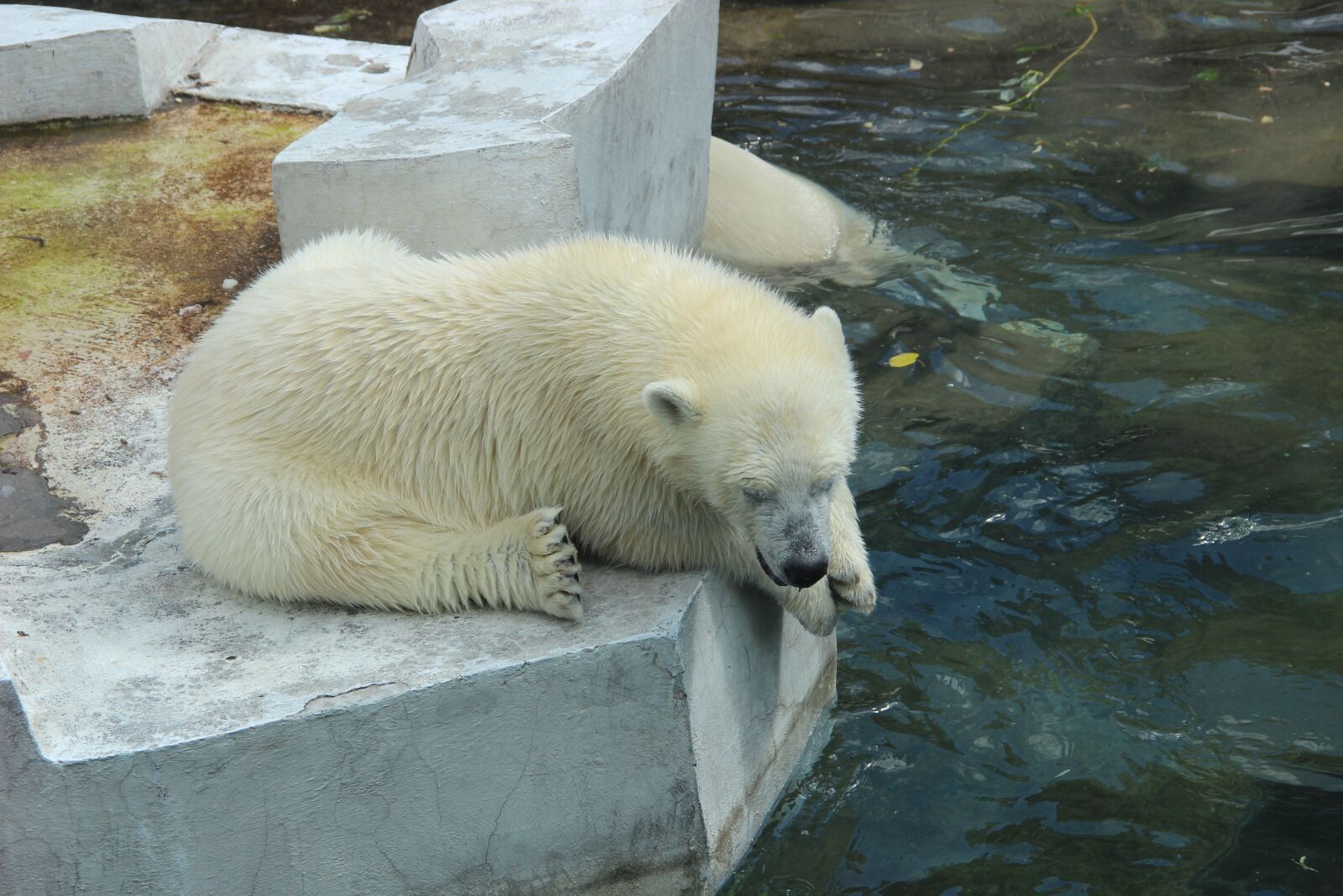 Canon EF-S 18-135mm F3.5-5.6 IS sample photo. White bear, zoo, summer photography