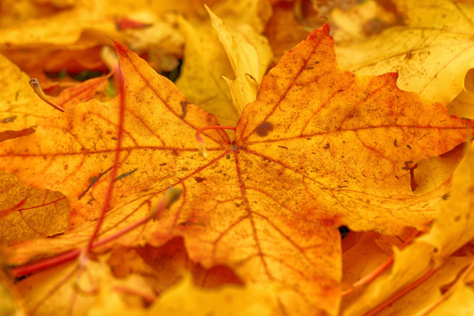 Canon EF 100mm F2.8L Macro IS USM sample photo. Leaves, nature, yellow photography