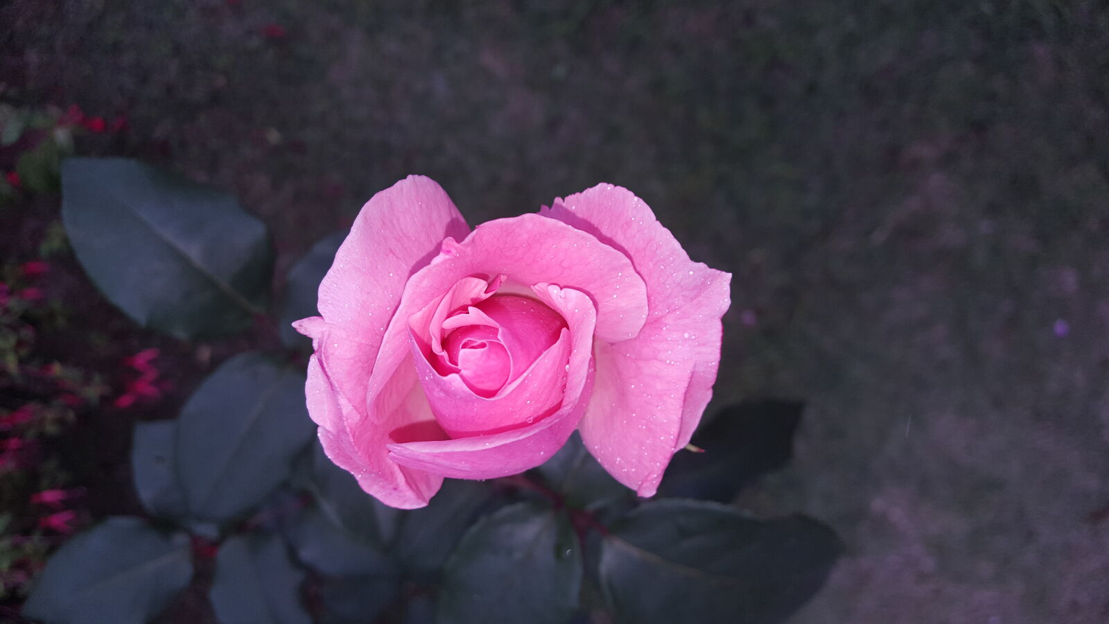 Samsung GALAXY S6 edge sample photo