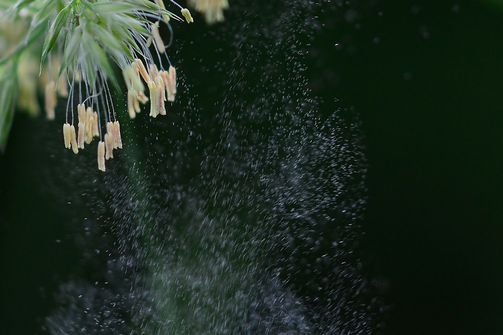 Nikon D5200 sample photo. Nature, grasses, meadow photography