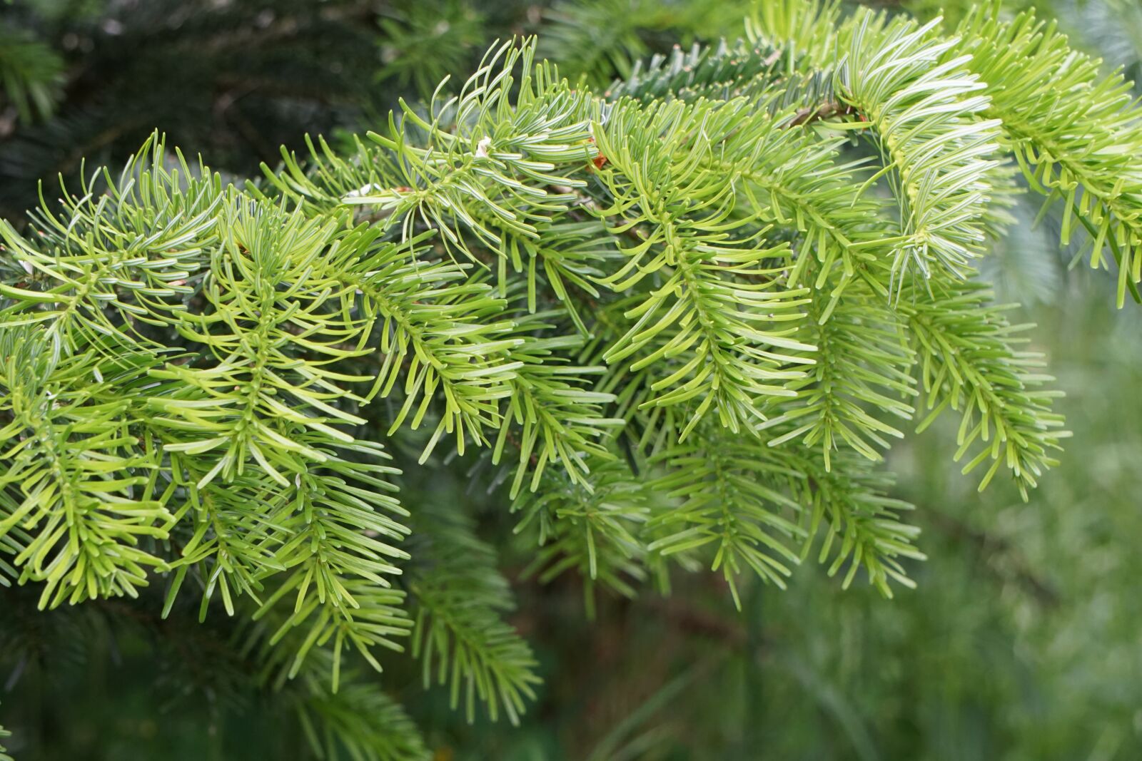 Sony a6000 sample photo. Fir tree, green, tannenzweig photography