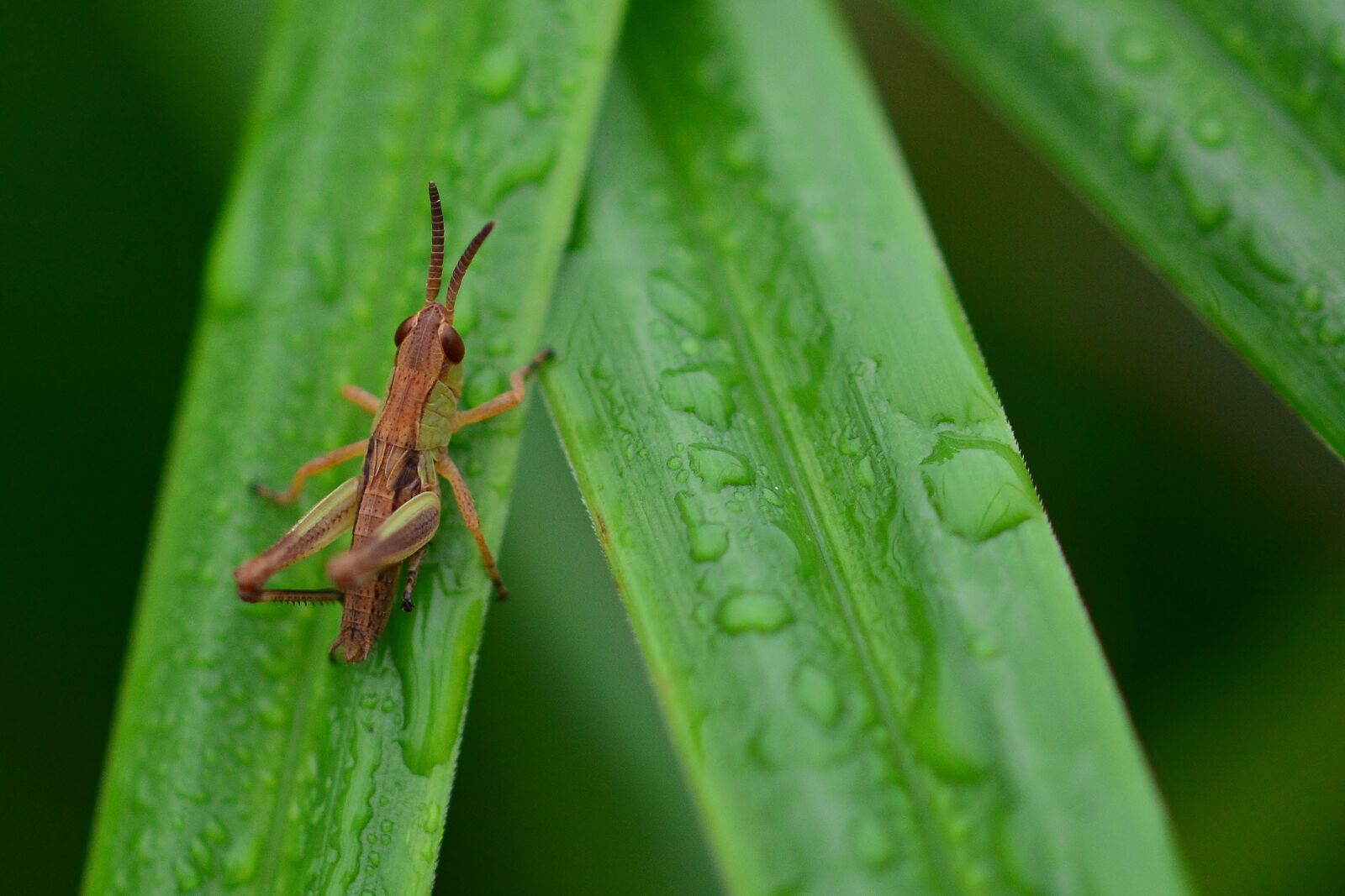 Nikon D5200 sample photo. Grasshopper, meadow, insect photography