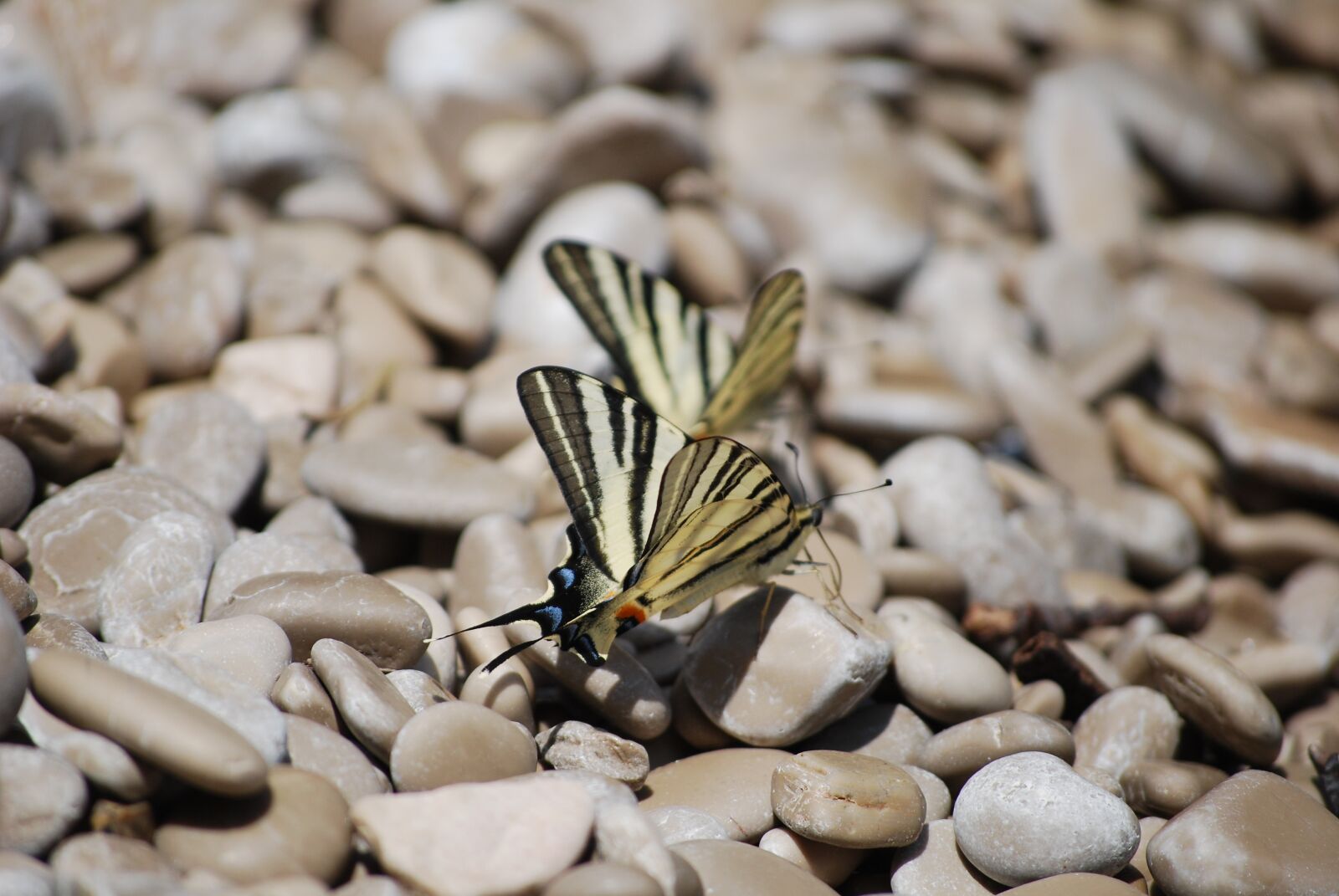 Nikon D60 sample photo. Butterfly, stone, insect photography