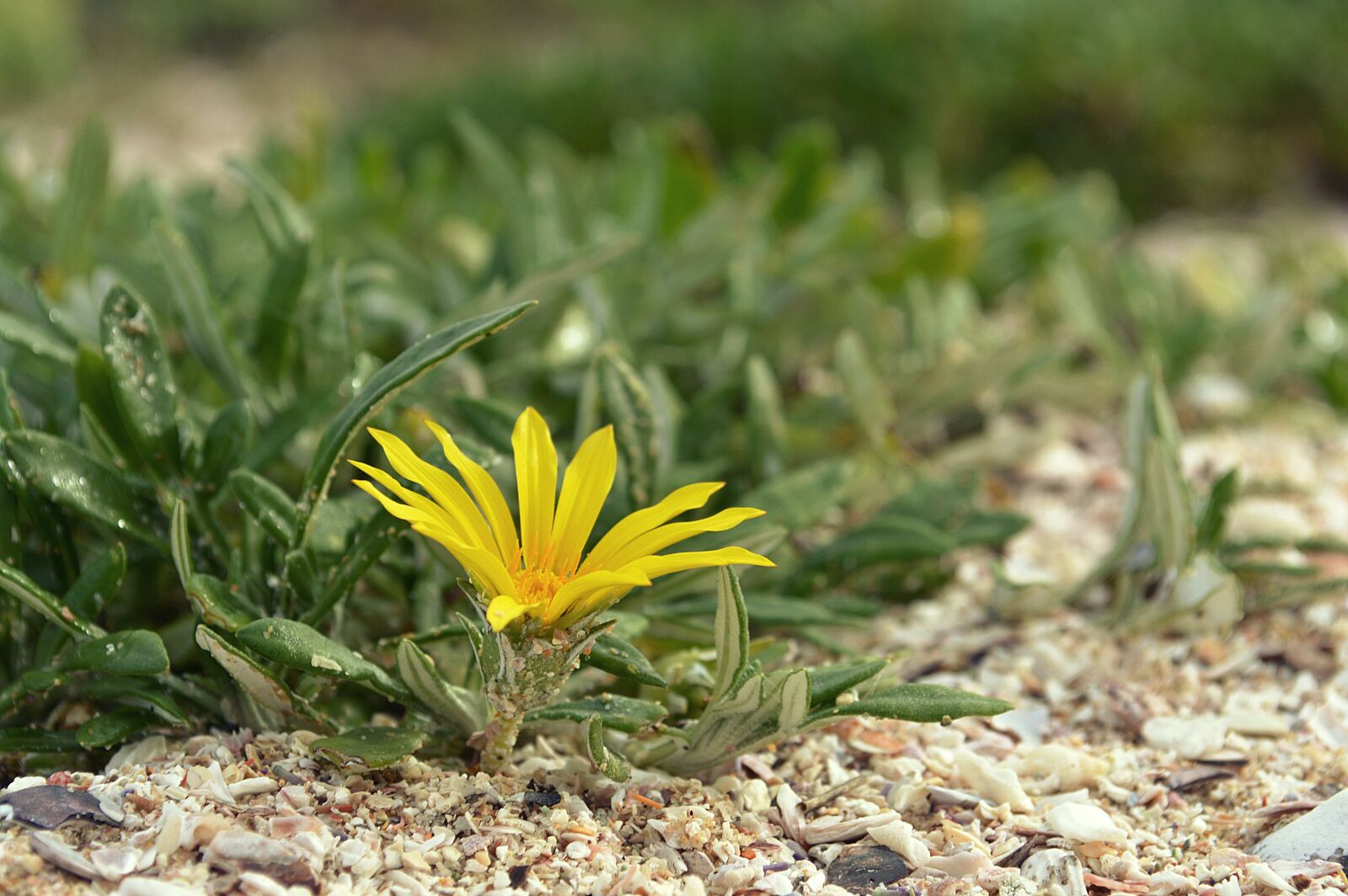 Nikon D3200 sample photo. Macro, flower, yellow photography