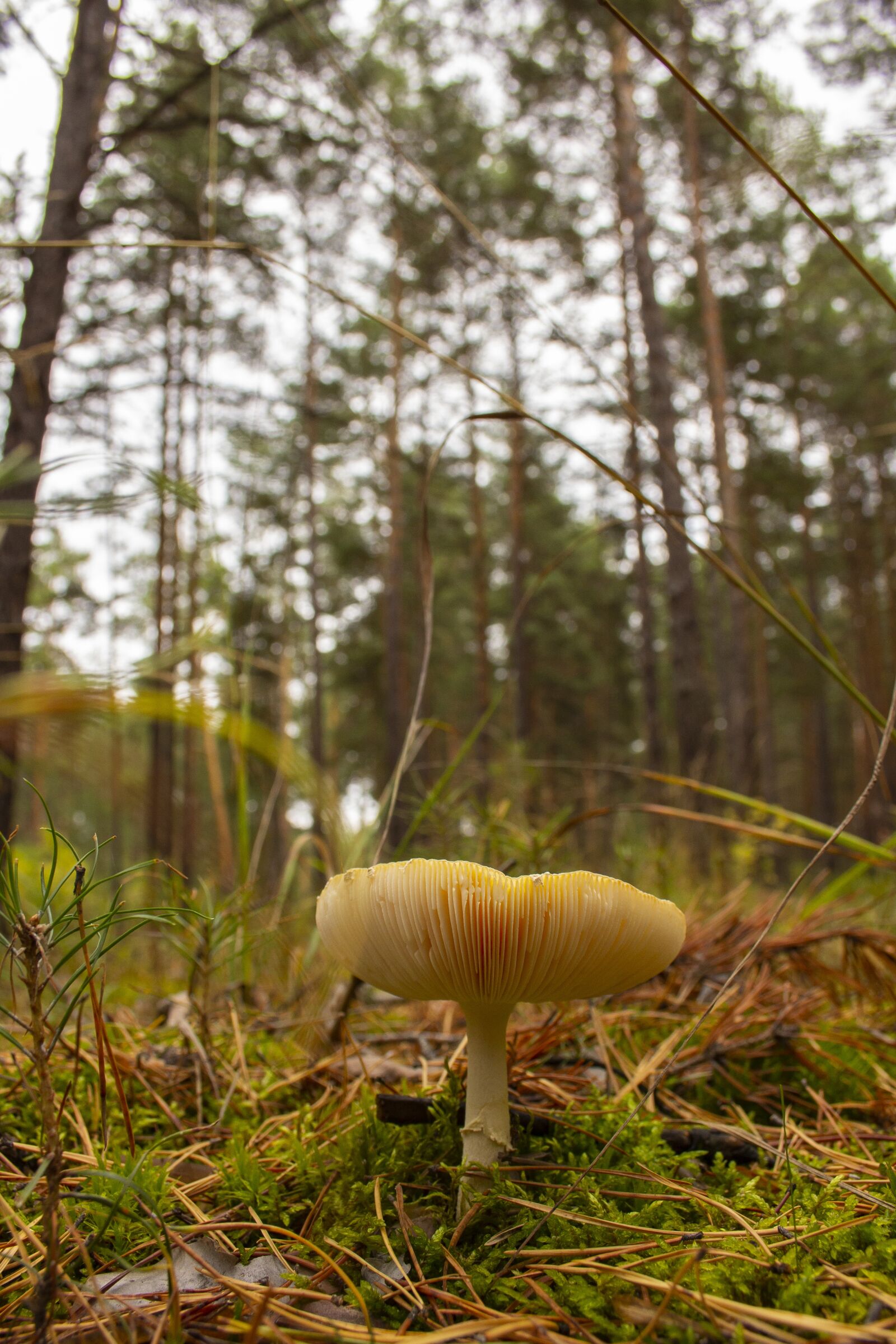 Canon EOS 60D + Canon EF-S 18-55mm F3.5-5.6 sample photo. Forest, mushroom, grass photography