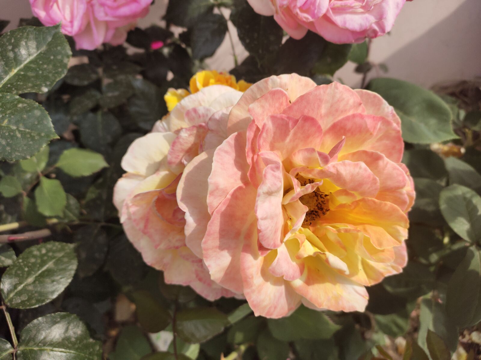 vivo X27 sample photo. Rose, flower, summer photography