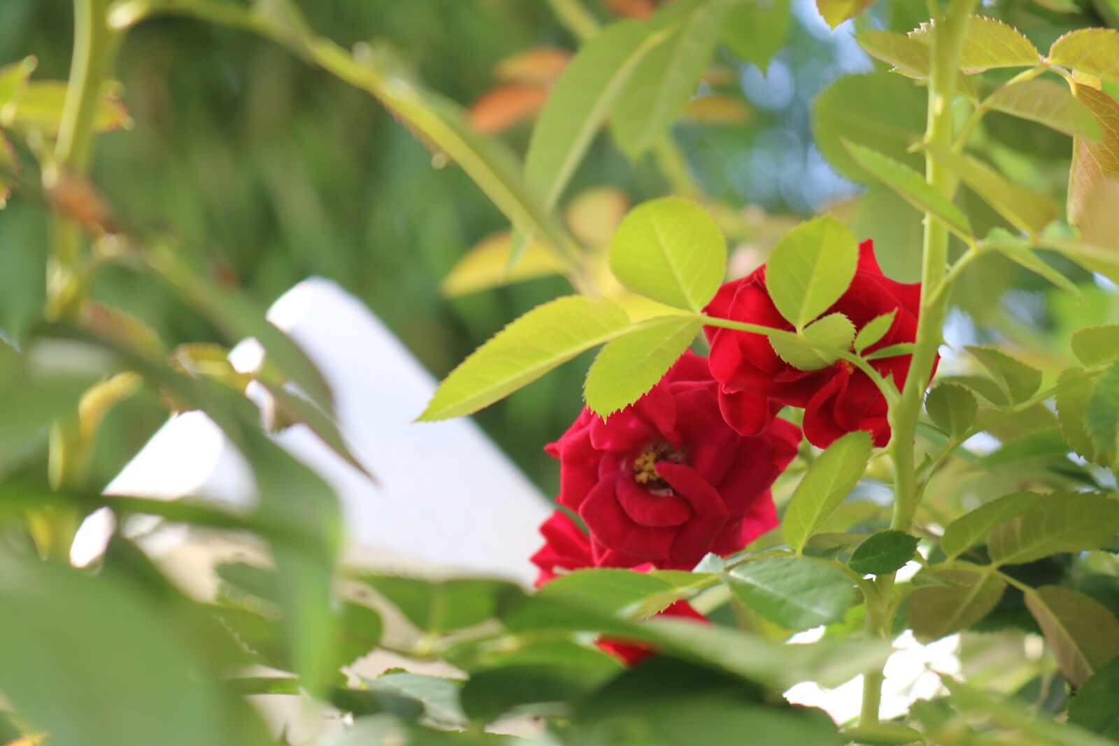 Canon EOS 750D (EOS Rebel T6i / EOS Kiss X8i) + Canon EF-S 18-55mm F3.5-5.6 IS STM sample photo. Roses, green leaf, flower photography