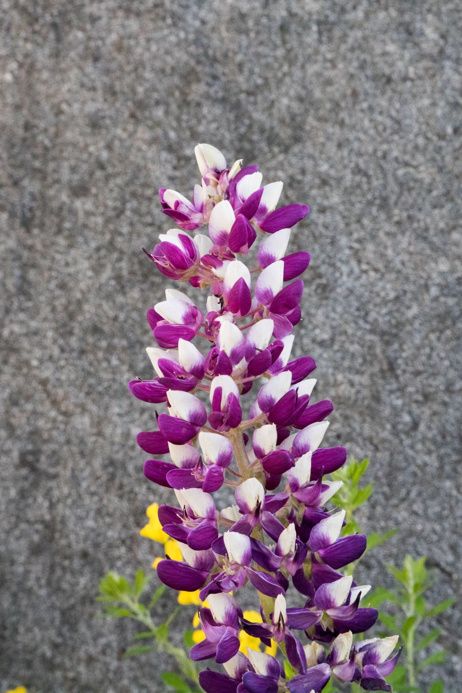 Canon EOS 750D (EOS Rebel T6i / EOS Kiss X8i) sample photo. Flowers, nature, plants photography