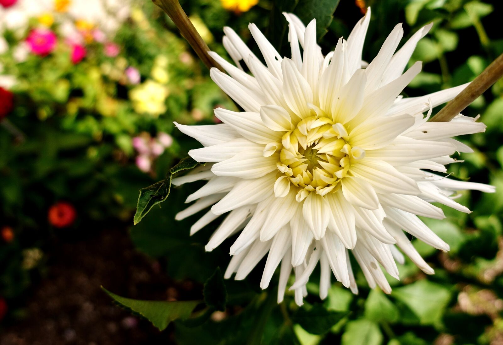 Sony DSC-RX100M5 sample photo. Flower, white, summer photography