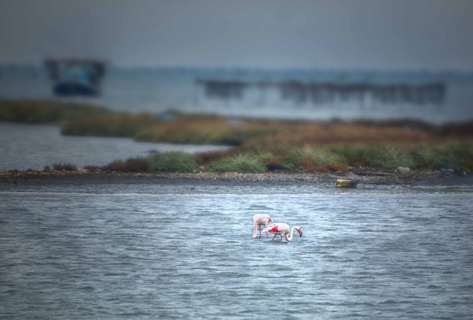 Nikon D7200 sample photo. Birds, sea, beach photography