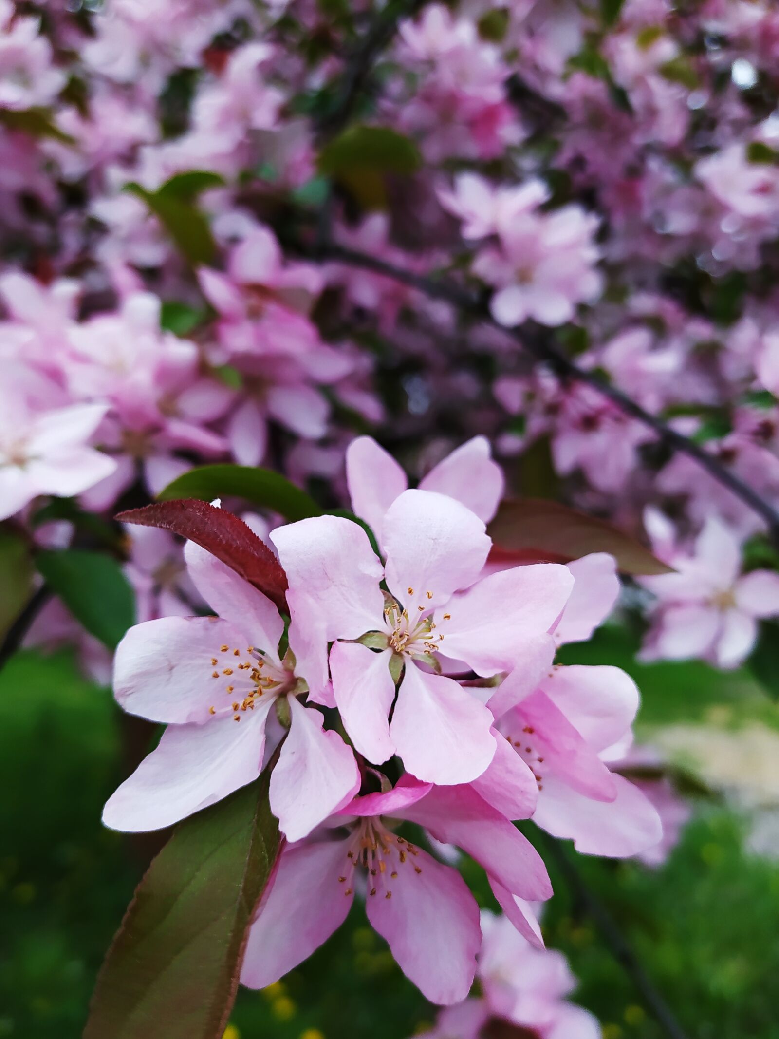 Xiaomi Redmi Note 8T sample photo. Spring, flowers, nature photography