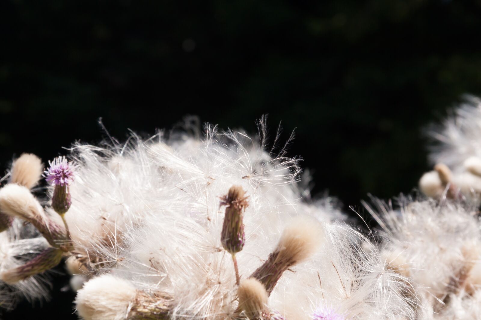 Canon EF-S 17-85mm F4-5.6 IS USM sample photo. Thistle, blaudistel, blossom photography