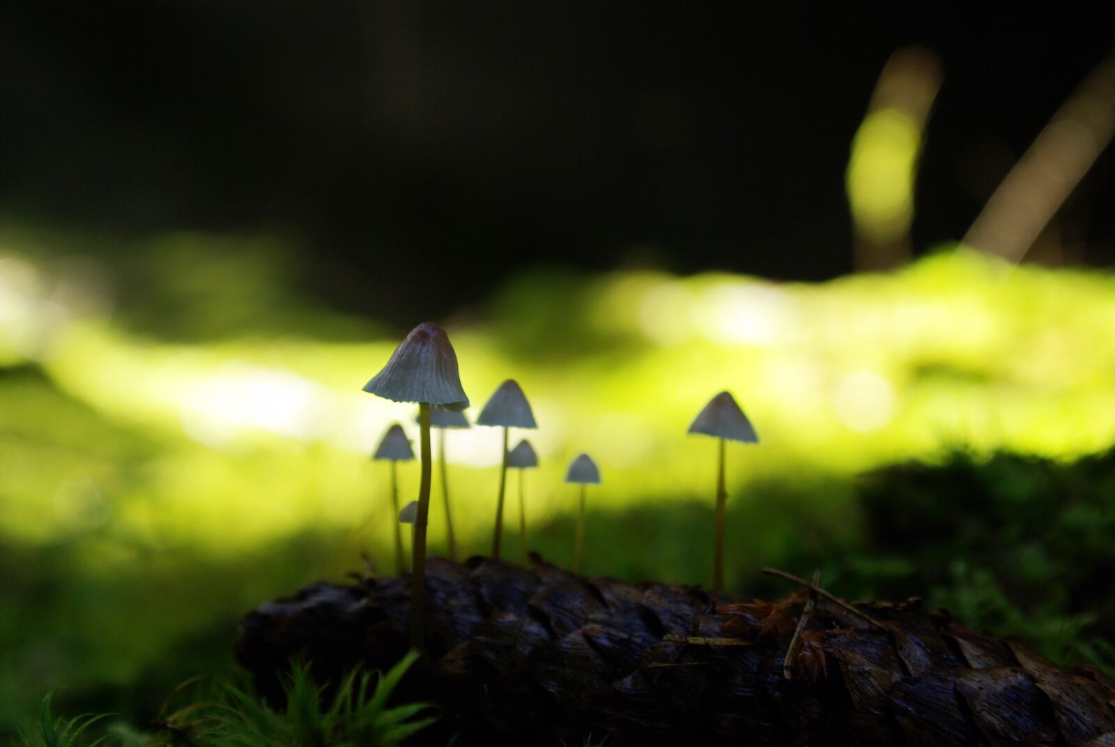Pentax K10D sample photo. Forest, mushrooms, autumn photography
