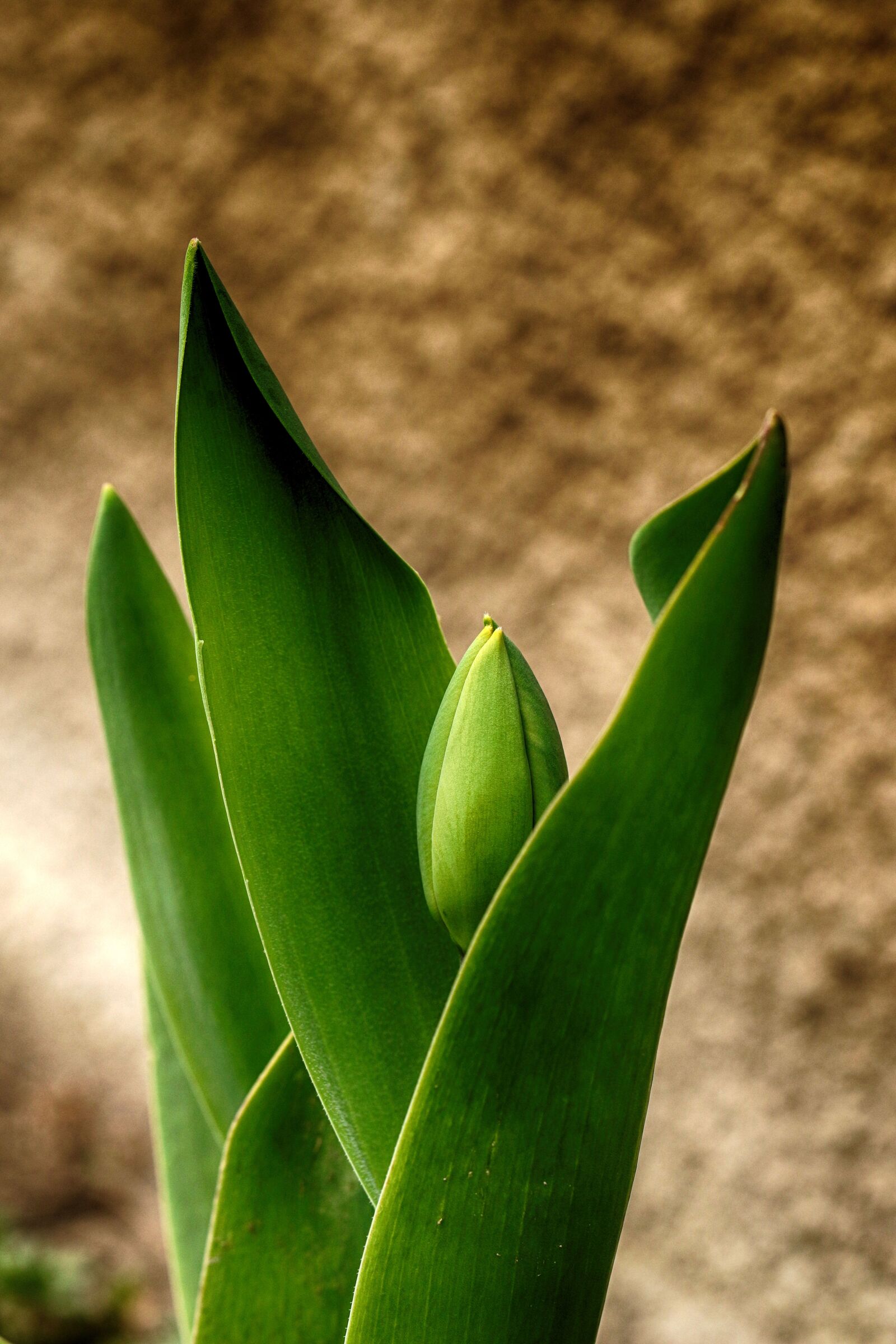 Canon EOS 7D Mark II sample photo. Nature, flora, leaf photography