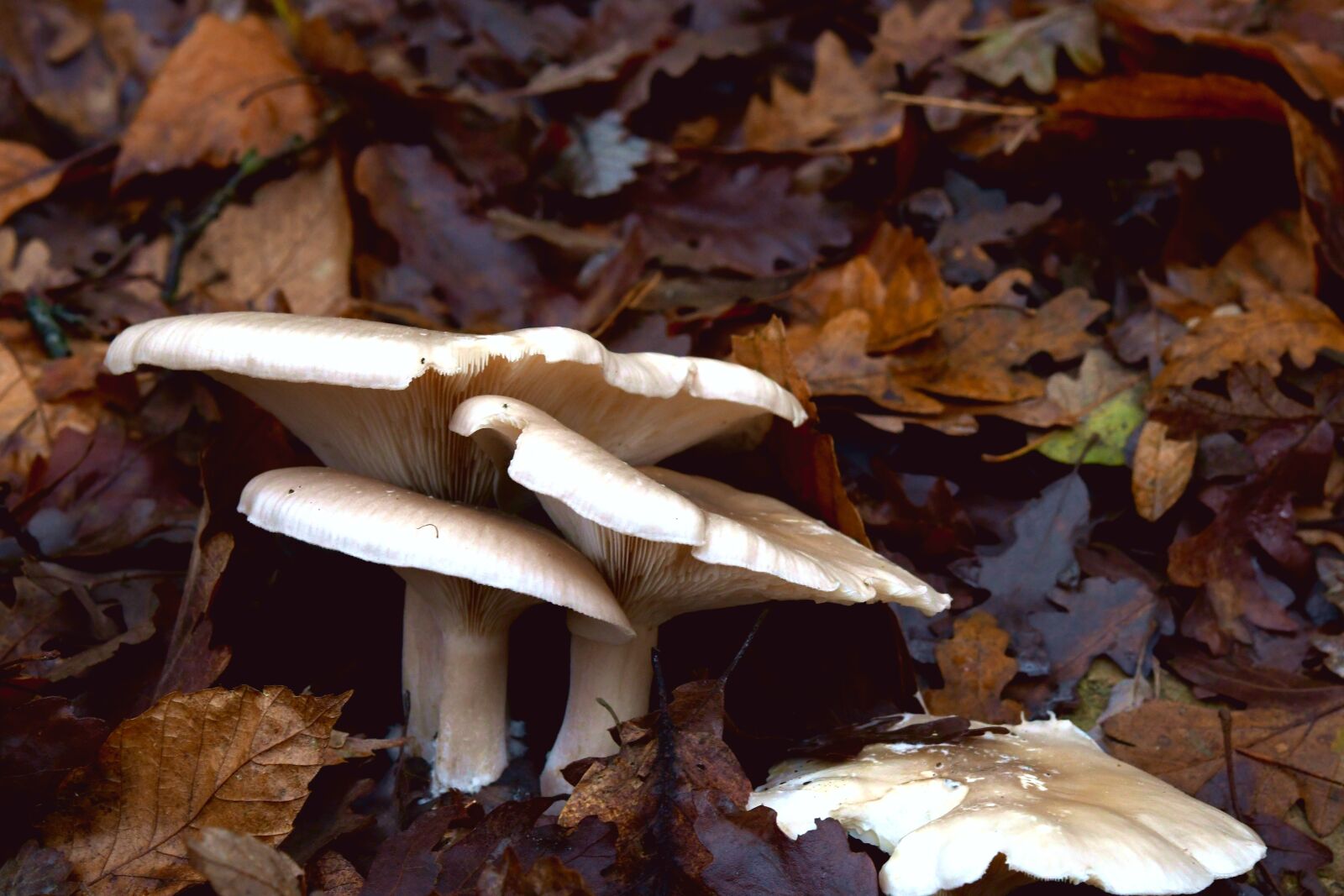 Nikon D7500 sample photo. Mushrooms, autumn, forest photography