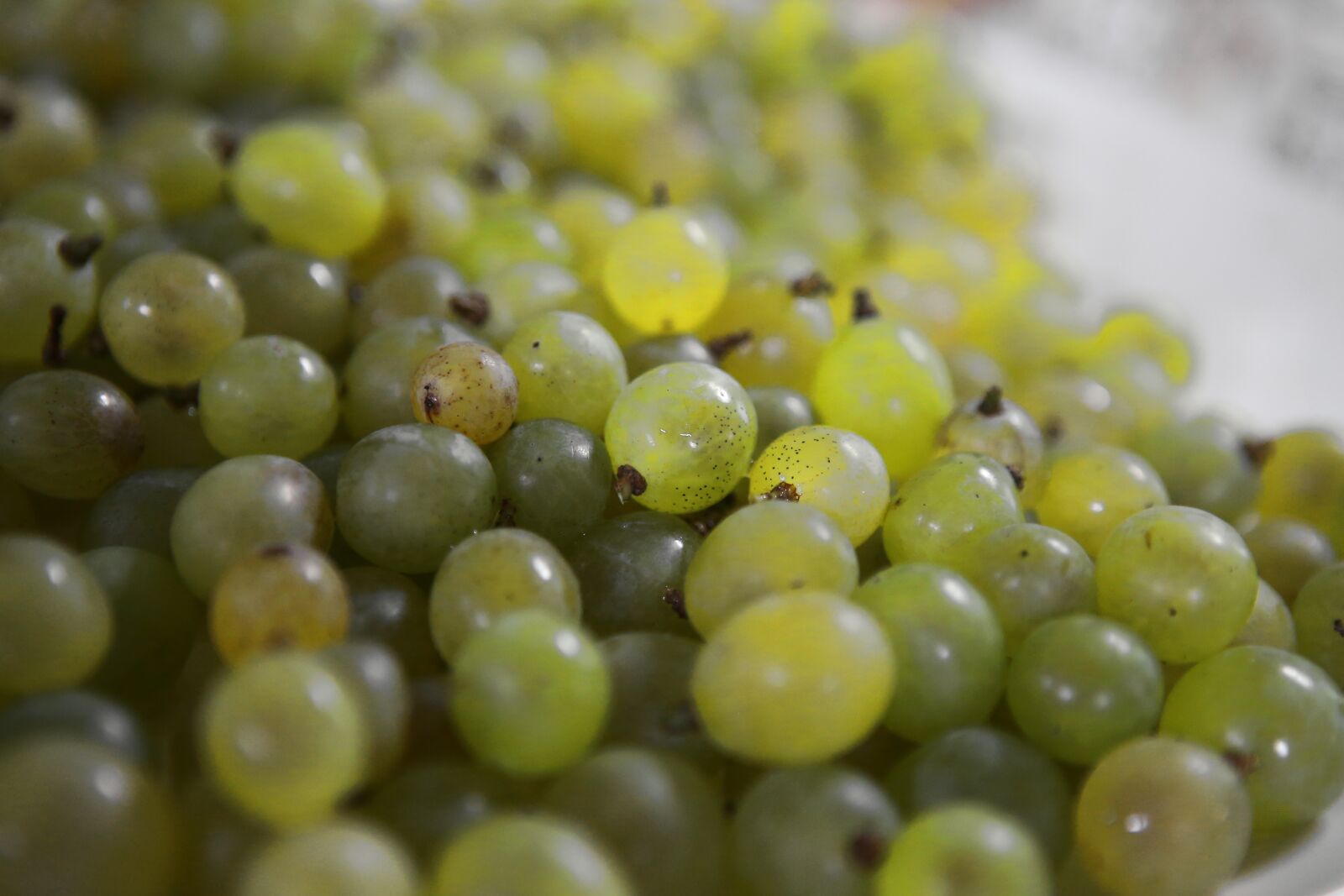 Canon EOS 6D + Canon EF 24-70mm F2.8L USM sample photo. Grapes, ceongpodo, fruit photography