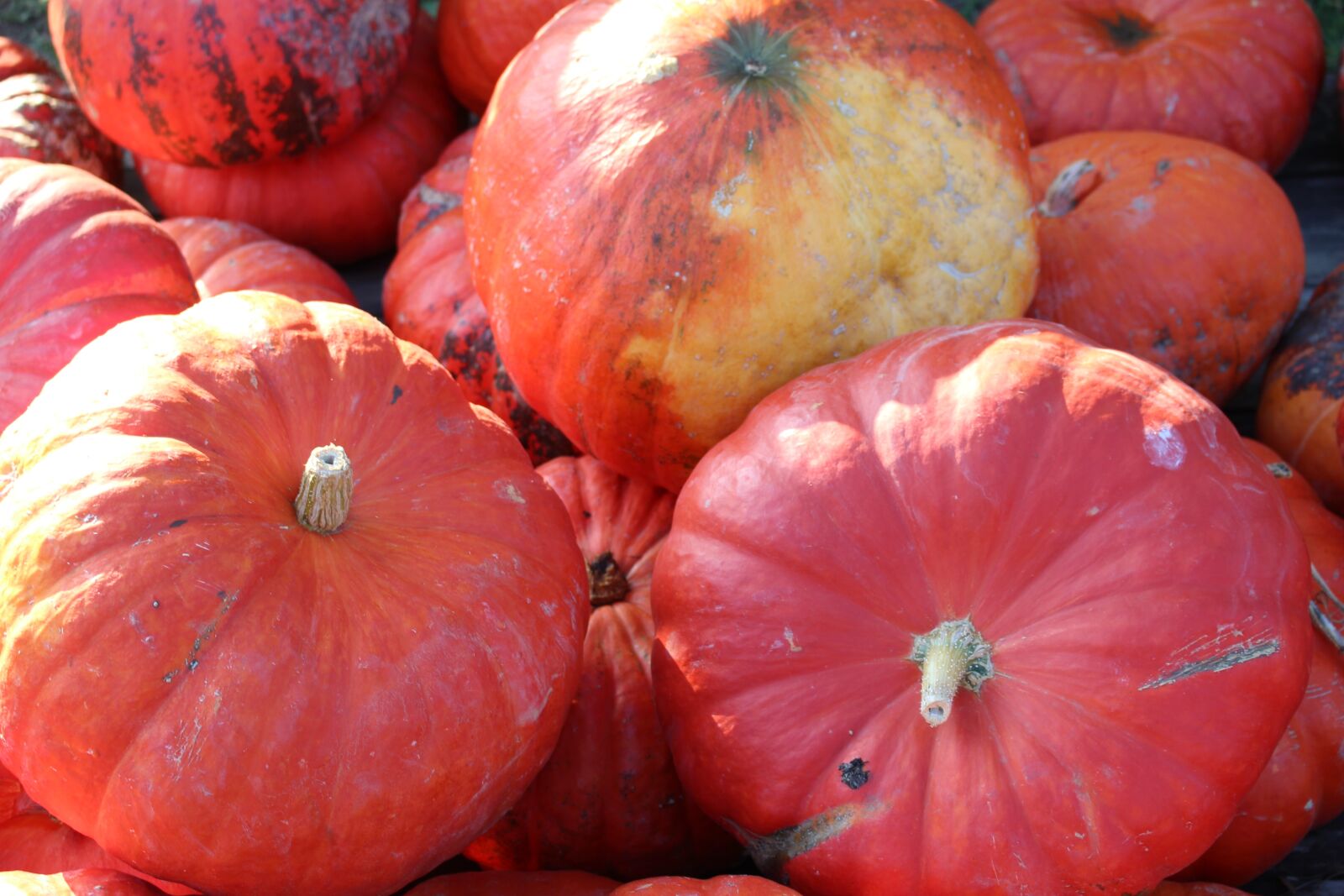 Canon EOS 700D (EOS Rebel T5i / EOS Kiss X7i) sample photo. Decorative squashes, pumpkins, autumn photography